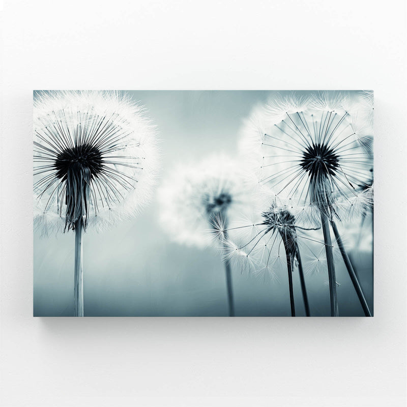 Dandelion Macro Photography Wall Art – dandelion seed heads in dreamy teal macro light