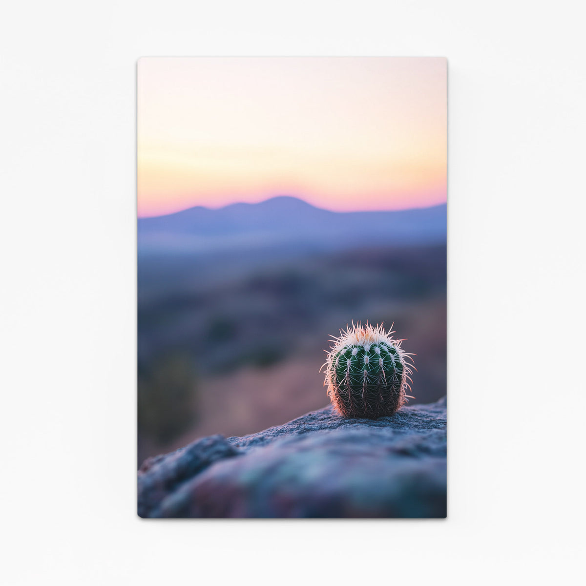 Dawn Barrel Bloom Cactus Wall Art — photography canvas print, angled canvas view on white background