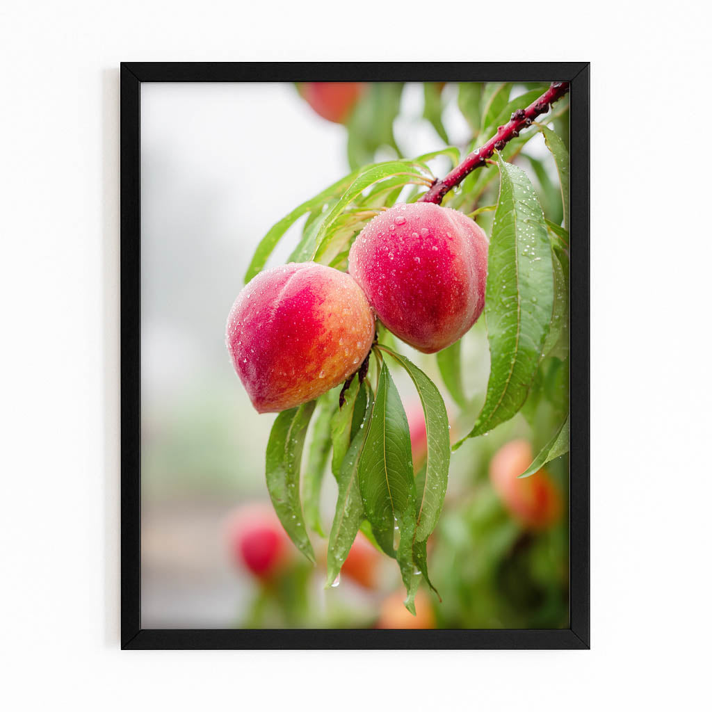 Dewy Fruit Branch Wall Decor – with Premium Black frame on white background