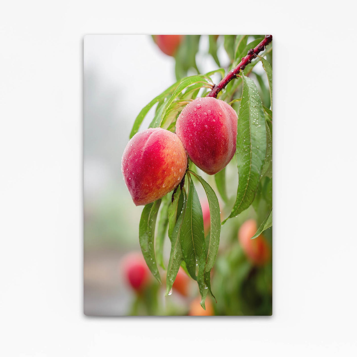Dewy Fruit Branch Wall Decor – dewy fruit branch fruit canvas print