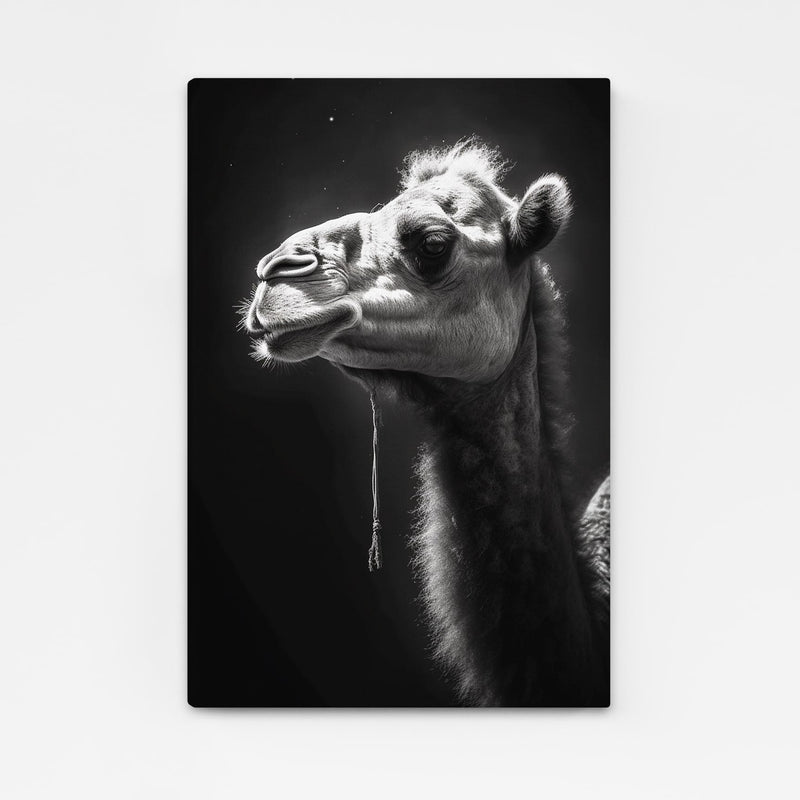 Dramatic Camel Photography Art – camel head sculpted by light against a black background