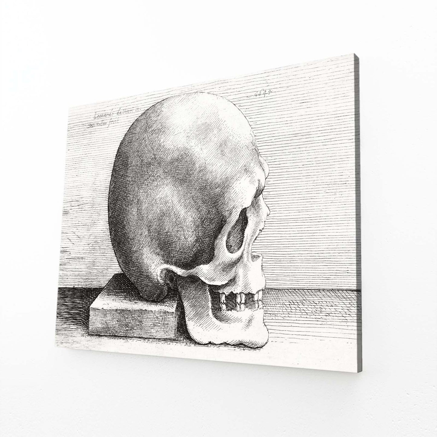Engraved Skull Study Da Vinci Canvas Art – engraved skull study da vinci canvas print