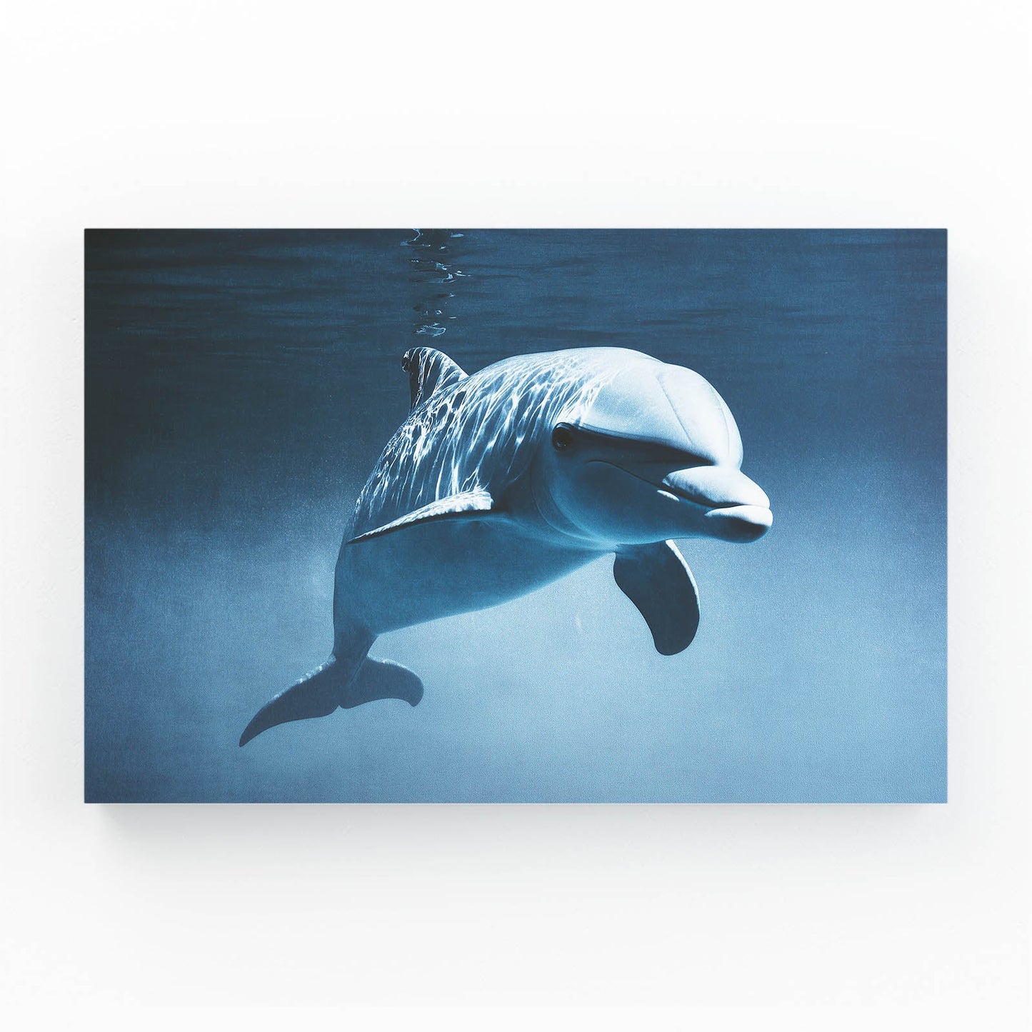 Eye to Eye Dolphin Canvas – dolphin underwater facing the viewer directly in steel-blue light
