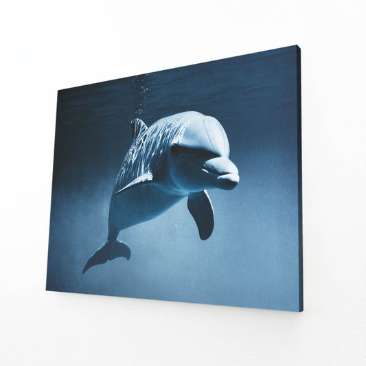 Eye to Eye Dolphin Canvas – angled canvas view on white background