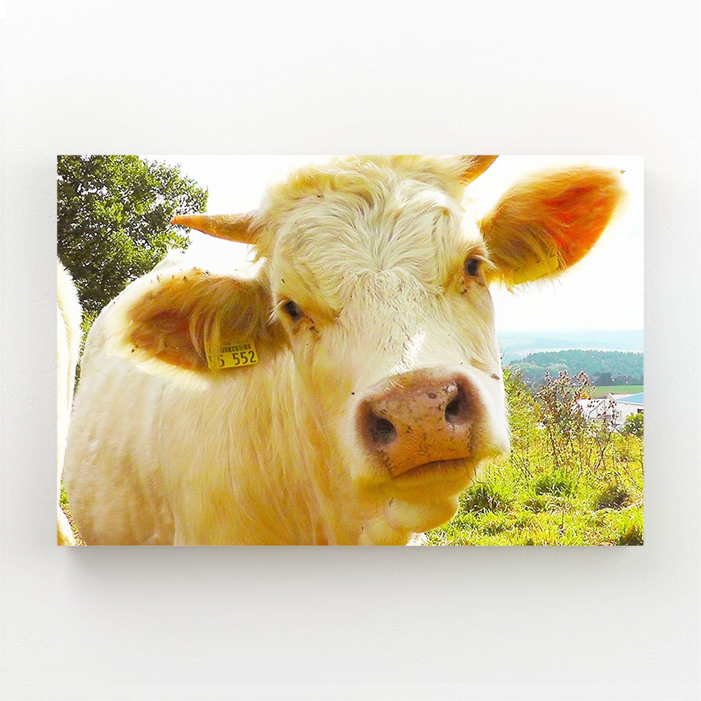 Face Cow Canvas Art – angled canvas view on white background
