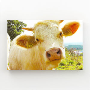 Face Cow Canvas Art