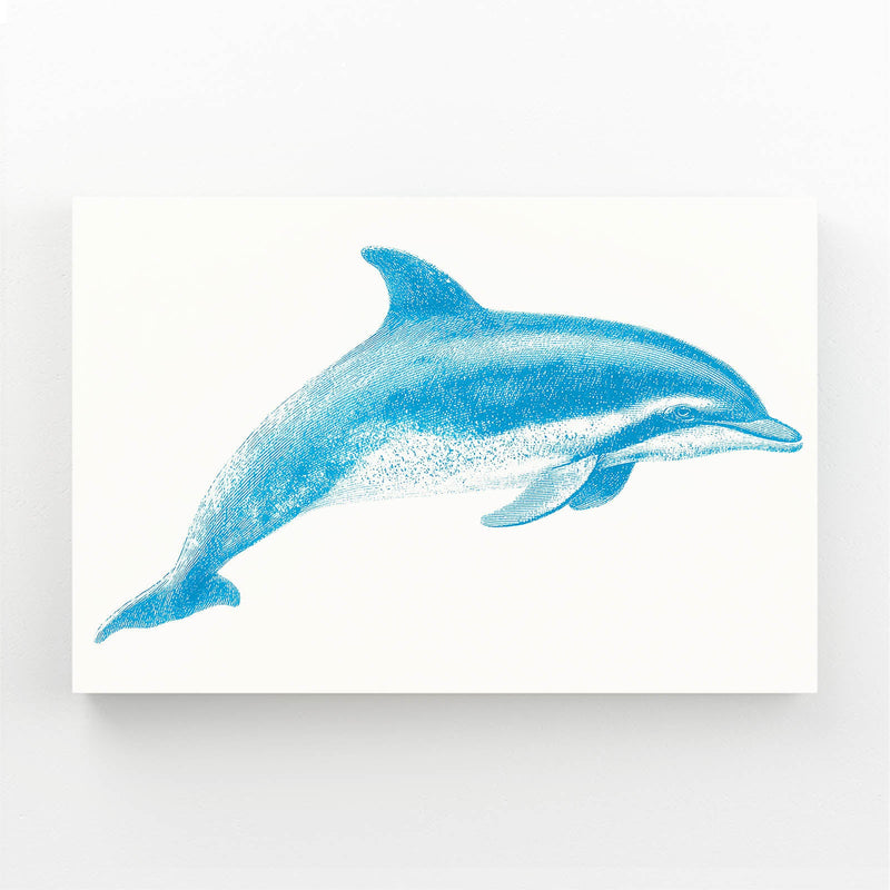Field Guide Dolphin Print – blue dolphin in classic natural history illustration style on cream