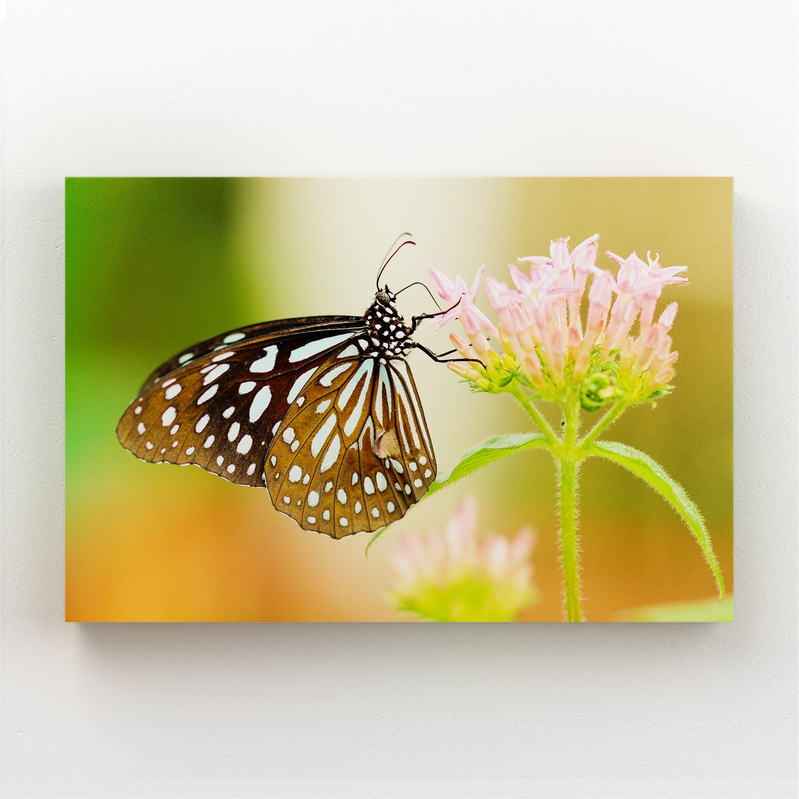 Flower And Butterfly Wall Art