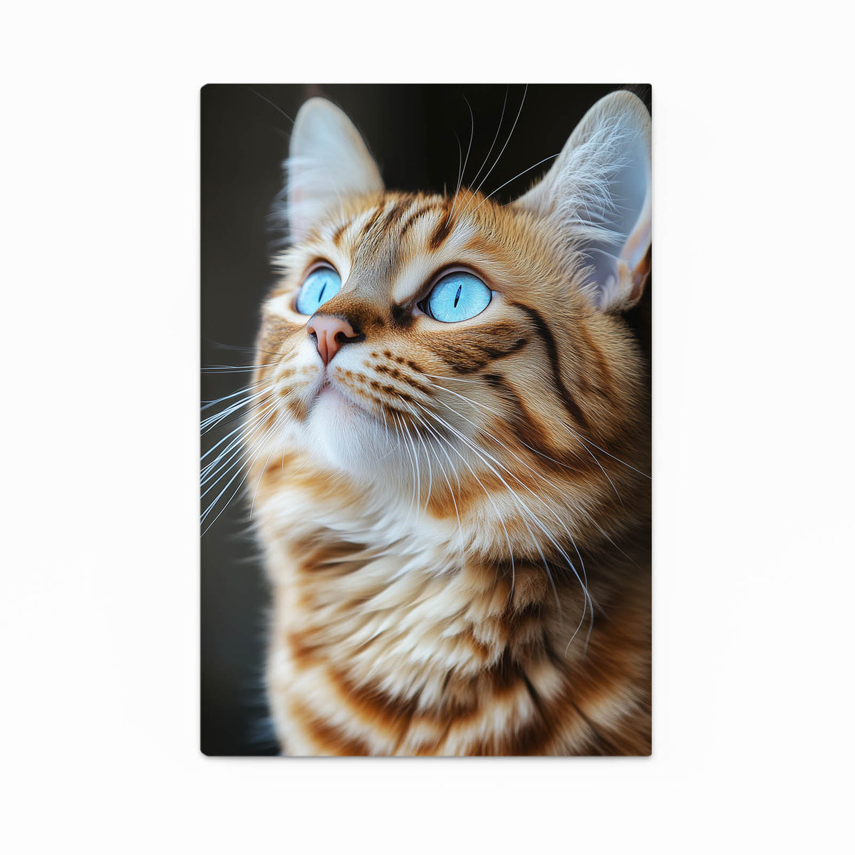 Ginger Upward Gaze Cat Canvas — photography canvas print, canvas print on white background