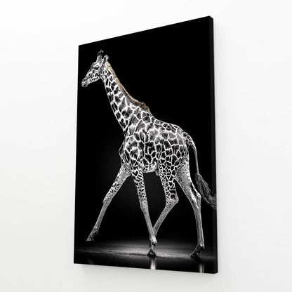 Canvas print of a giraffe with a black background