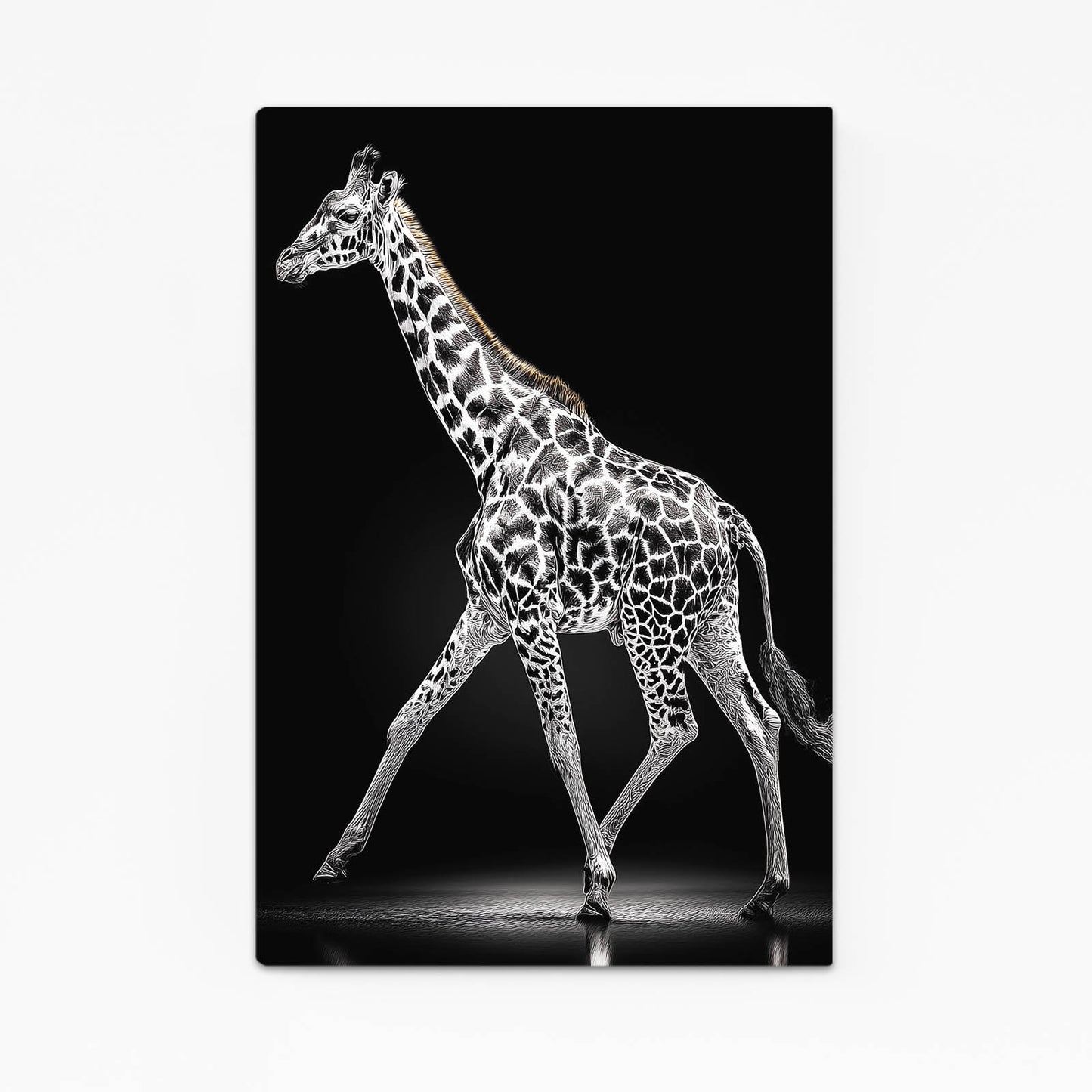 Giraffe walking on a black background with a spotlight effect