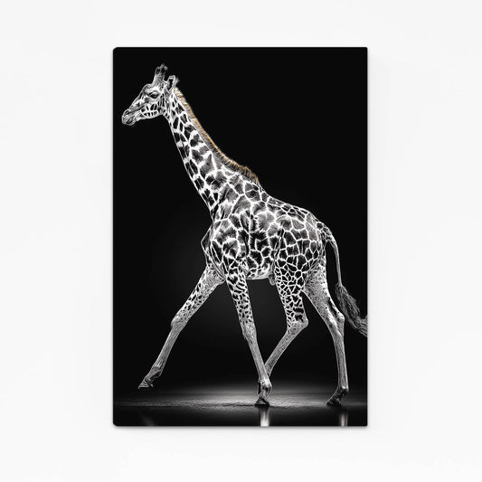 Giraffe walking on a black background with a spotlight effect