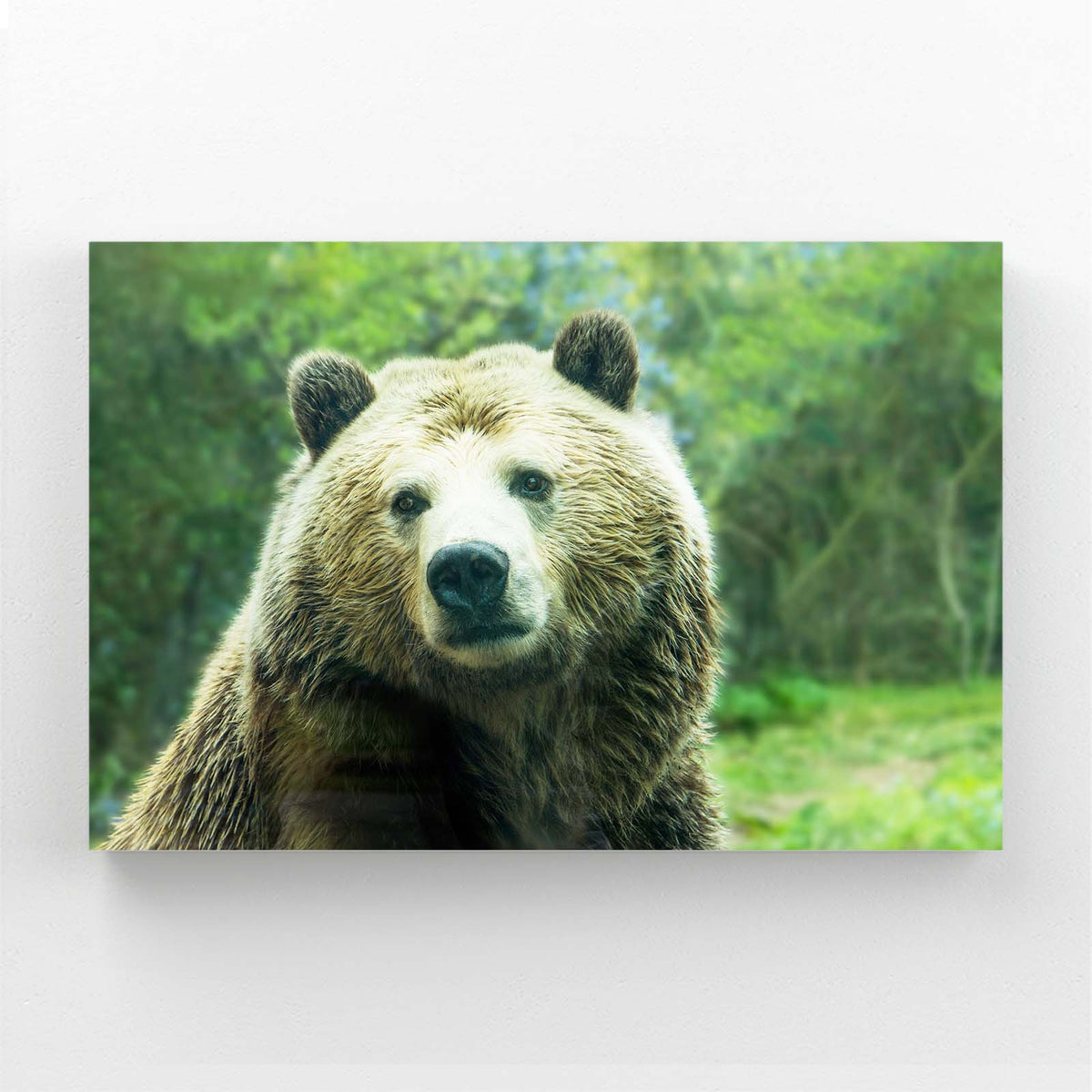 Green Meadow Stare Bear Wall Art — photography canvas print, canvas print on white background