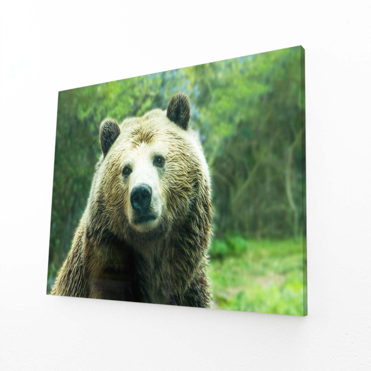 Green Meadow Stare Bear Wall Art — photography canvas print, angled canvas view on white background