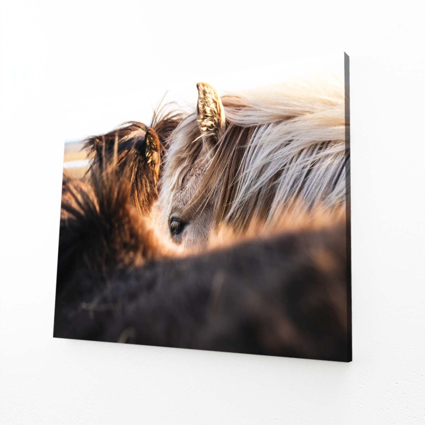 Horse Prints – angled canvas view on white background