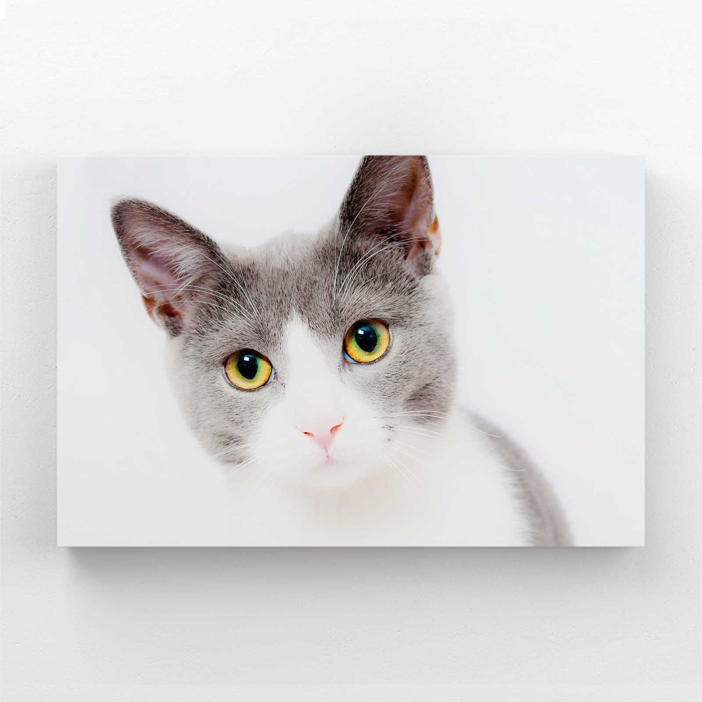 Innocent Gaze Cat Wall Art