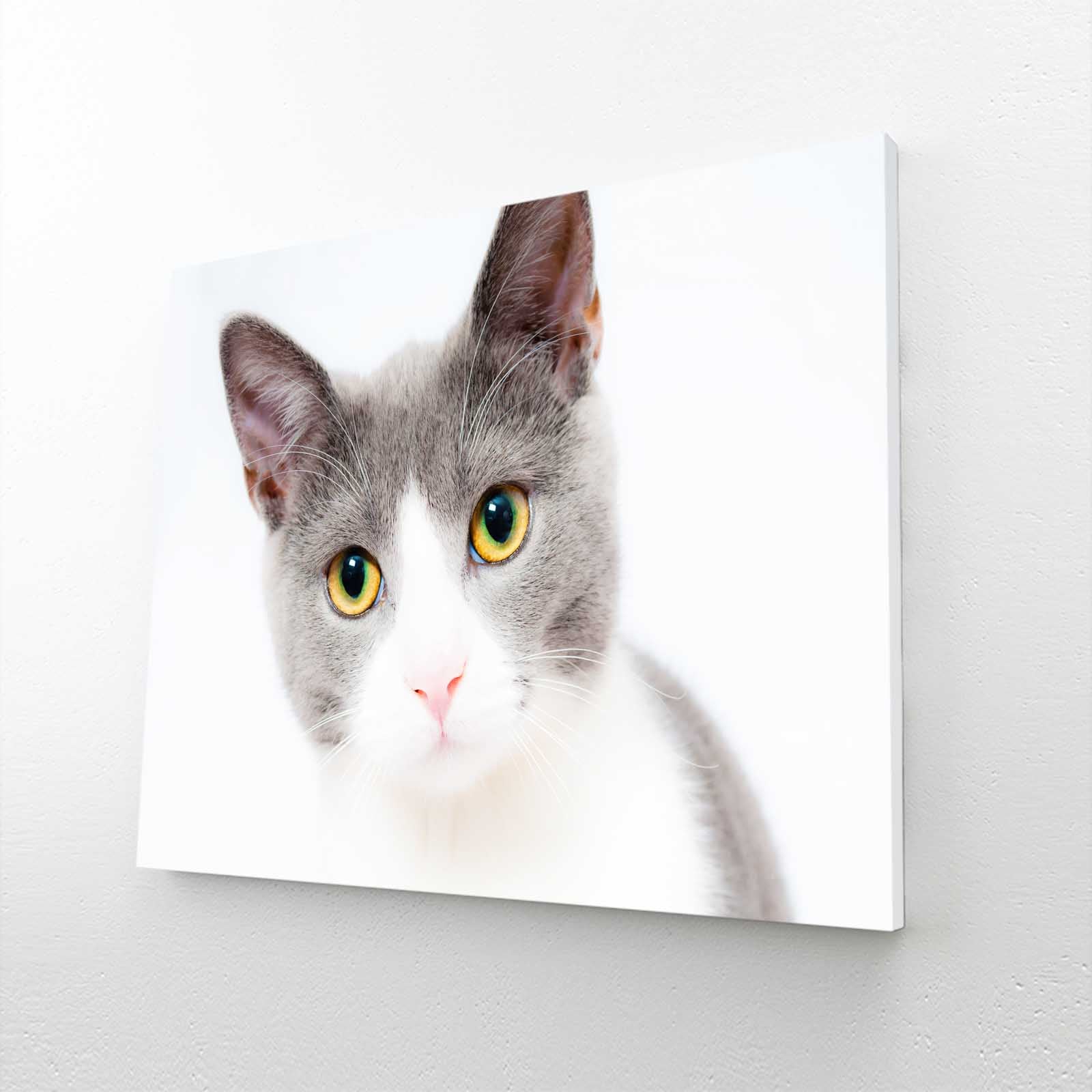 Innocent Gaze Cat Wall Art