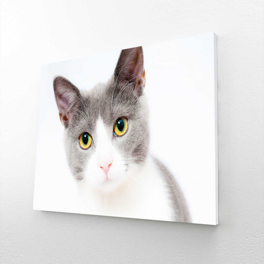 Innocent Gaze Cat Wall Art