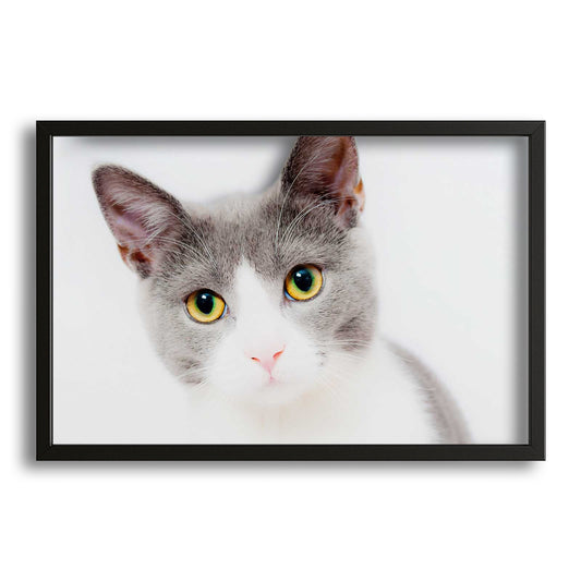 Innocent Gaze Cat Wall Art – canvas print on white background