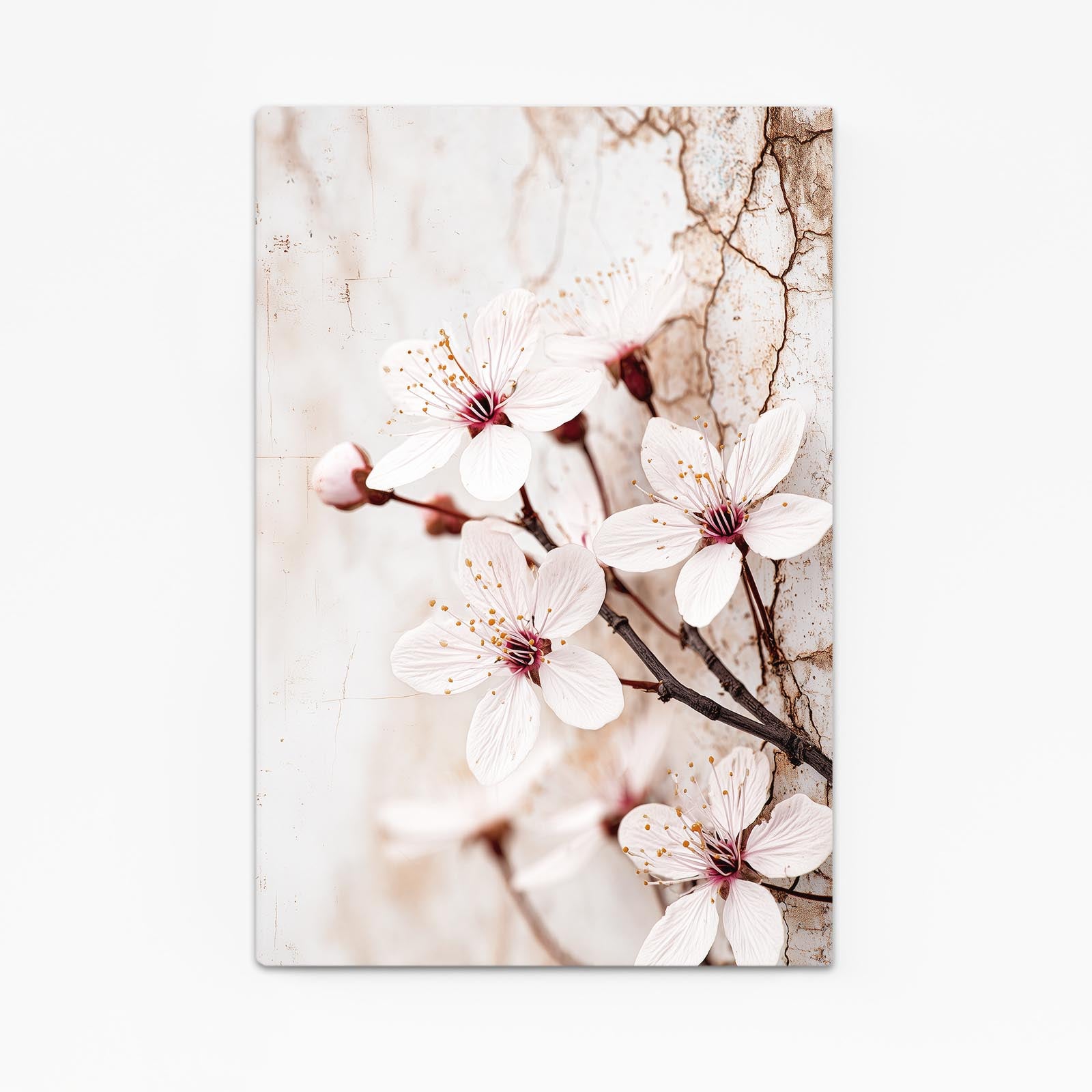 Ivory Macro Bloom Cherry Blossom Canvas – ivory macro bloom cherry blossom canvas print