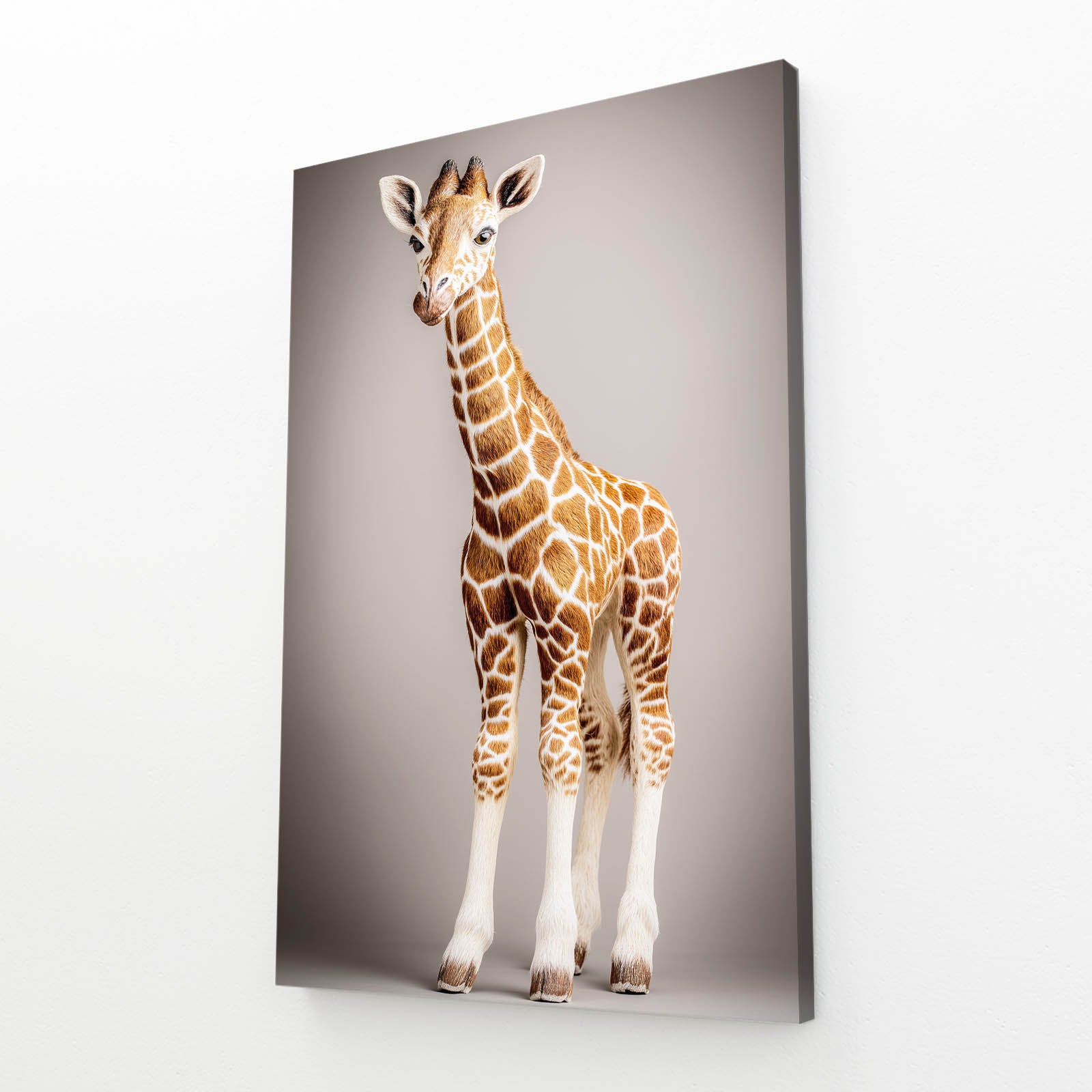Canvas print of a giraffe on a white background