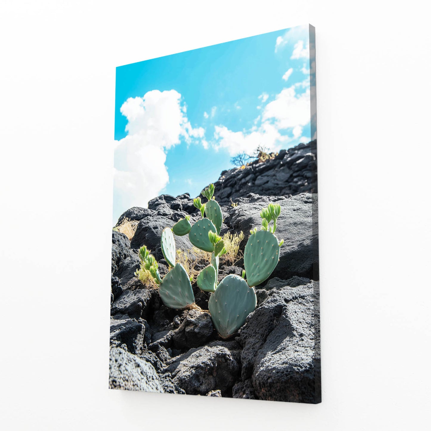 Lava Rock Prickly Cactus Art – angled canvas view on white background