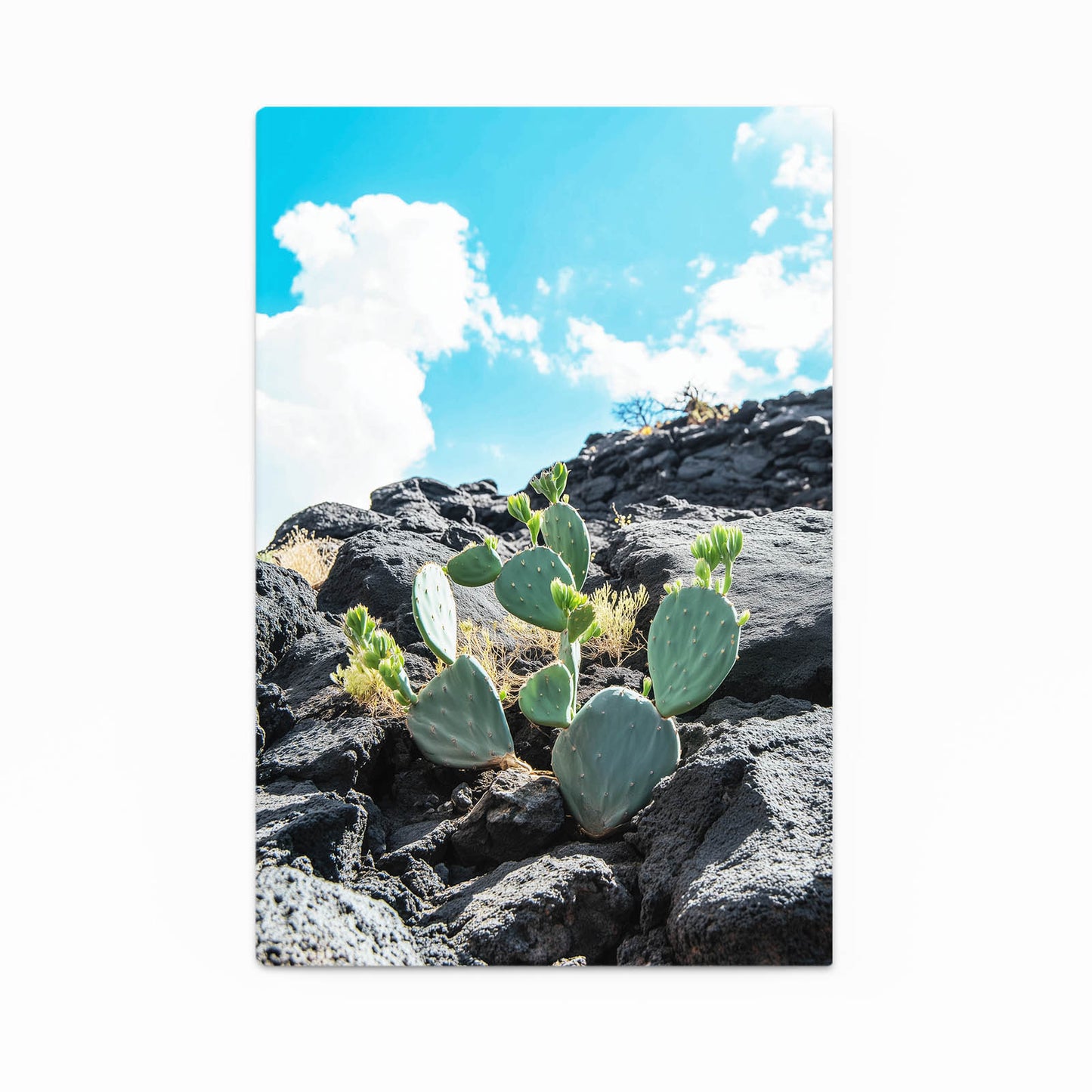 Lava Rock Prickly Cactus Art – lava rock prickly cactus canvas print