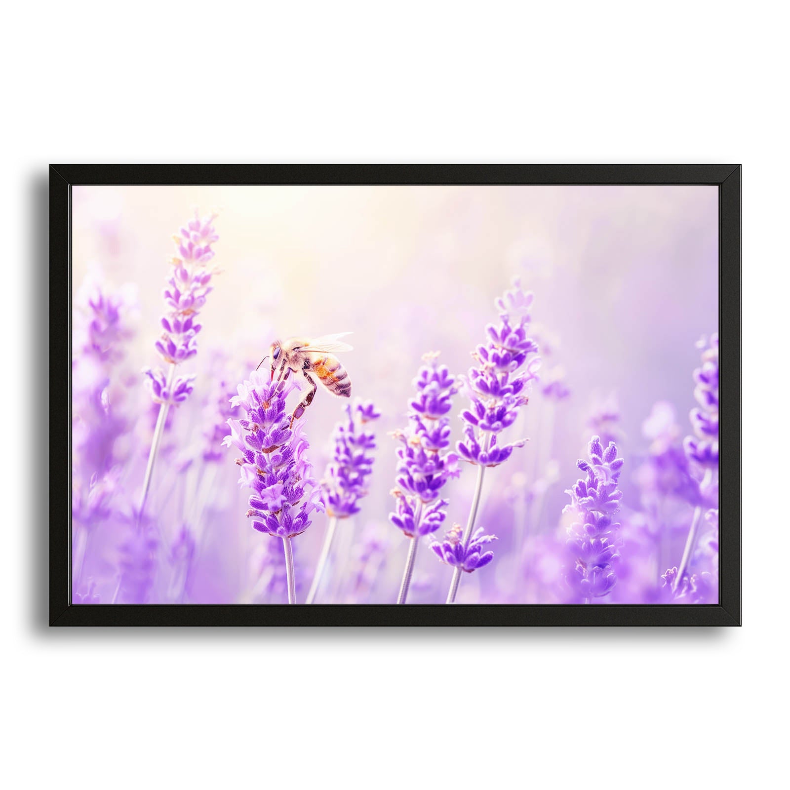 Lavender Field Bee Art – canvas print on white background