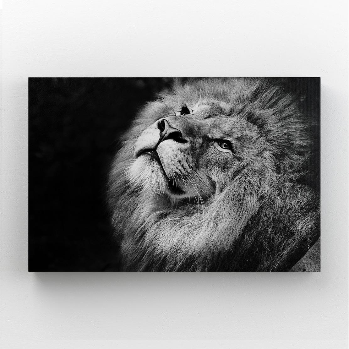 Lion Black And White Canvas