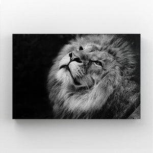 Lion Black And White Canvas