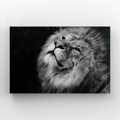 Lion Black And White Canvas