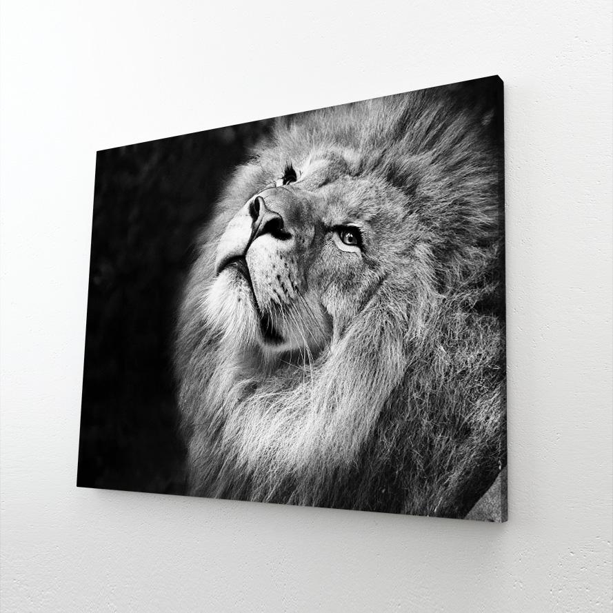 Lion Black And White Canvas