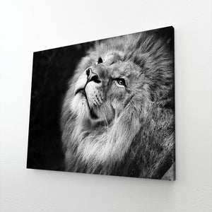 Lion Black And White Canvas