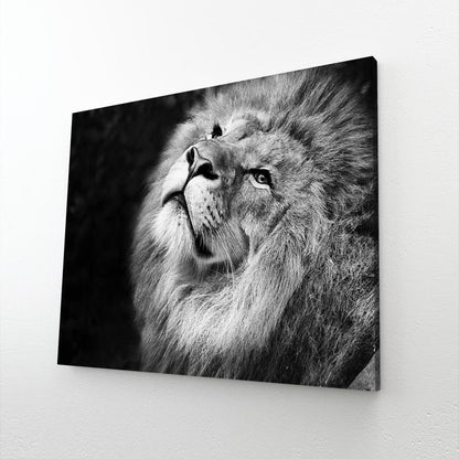 Lion Black And White Canvas
