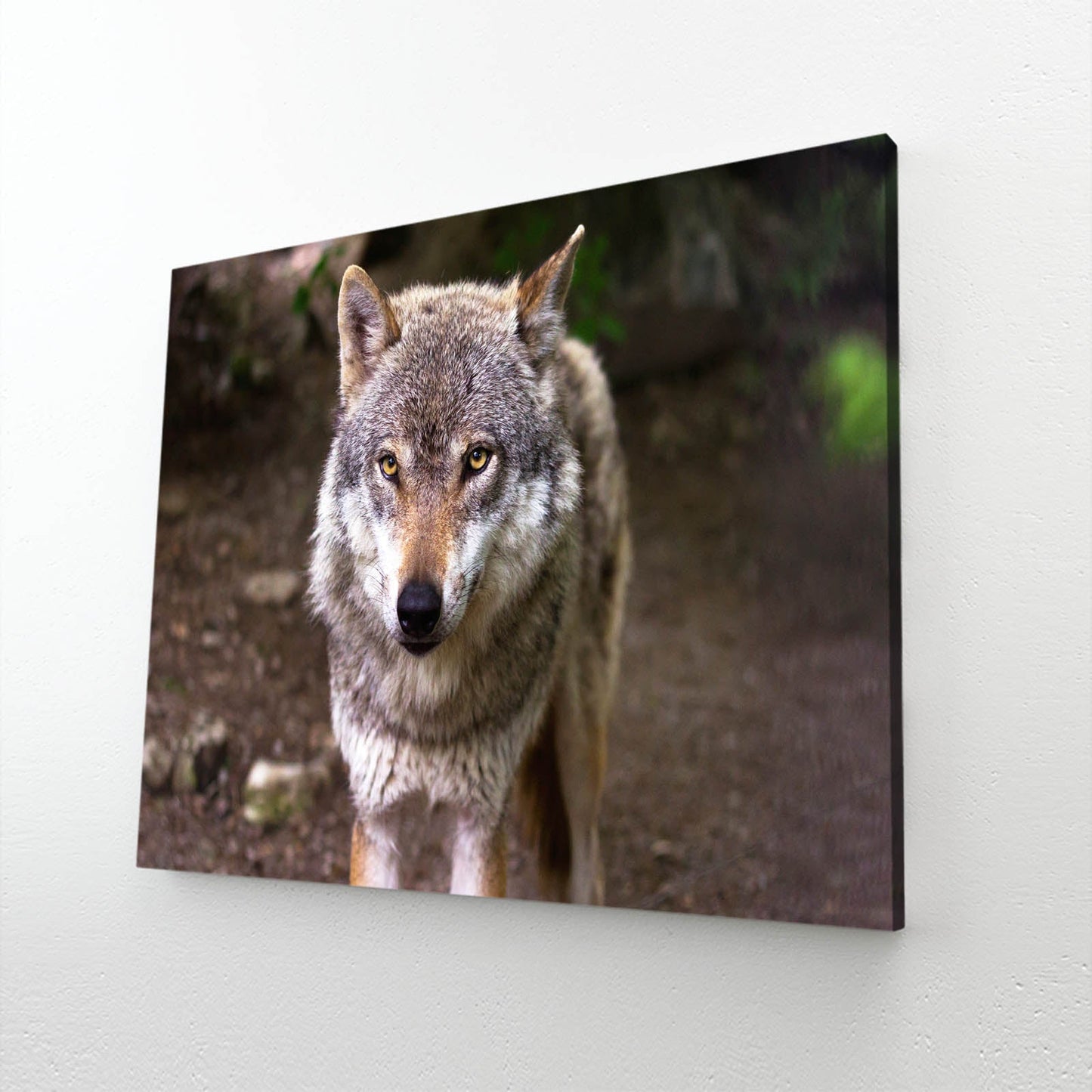 Majestic Wolf Art