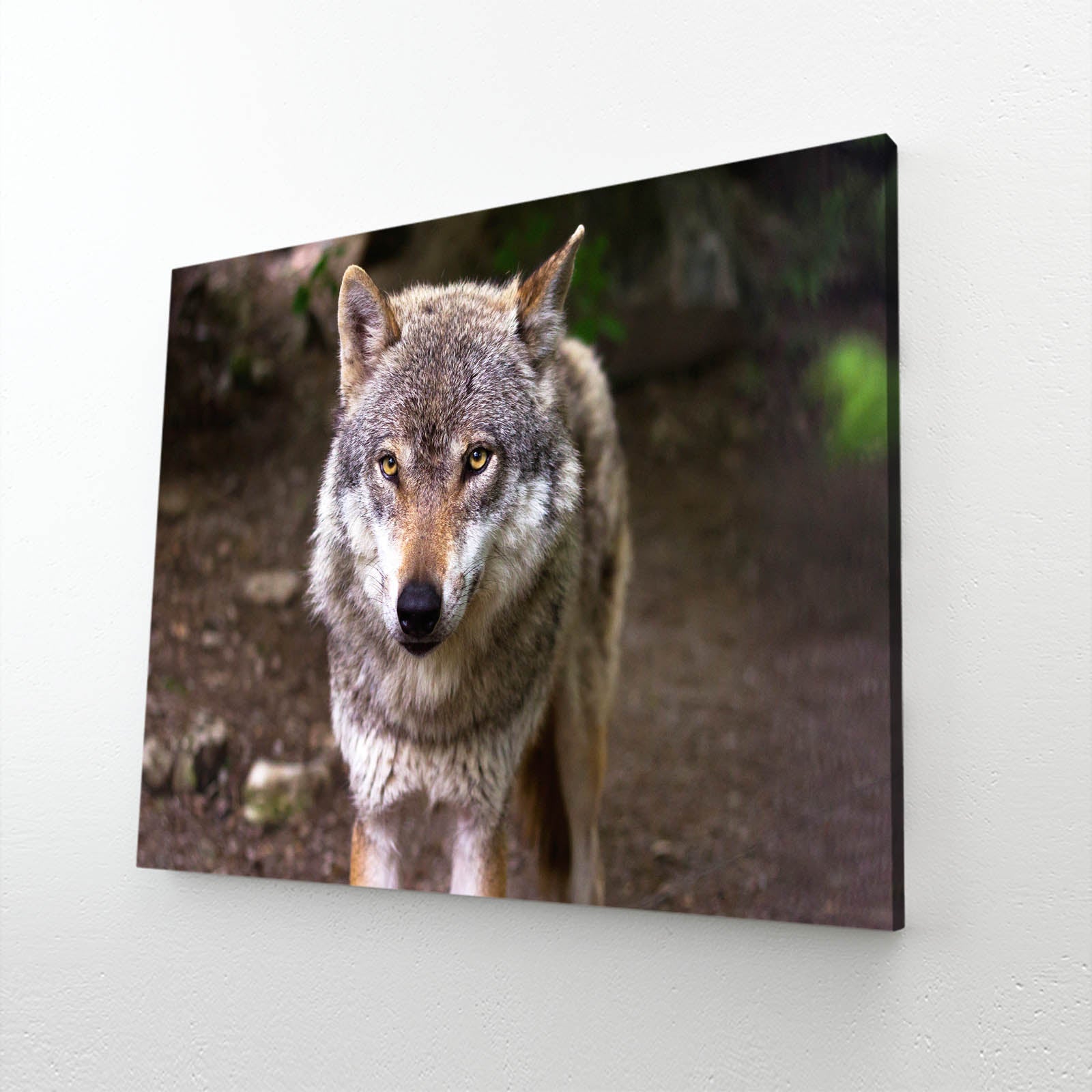 Majestic Wolf Art