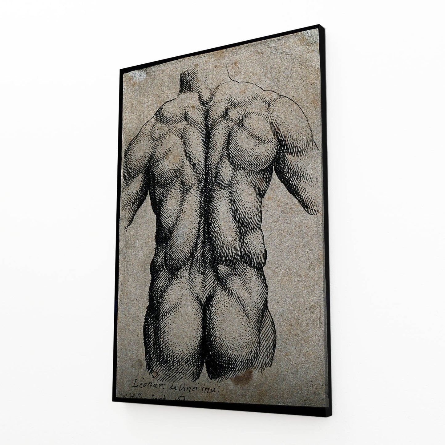 Muscular Back Study Da Vinci Art – angled canvas view on white background