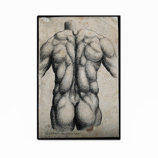 Muscular Back Study Da Vinci Art – muscular back study da vinci canvas print