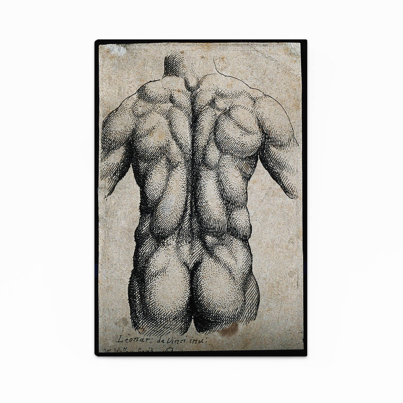 Muscular Back Study Da Vinci Art – muscular back study da vinci canvas print