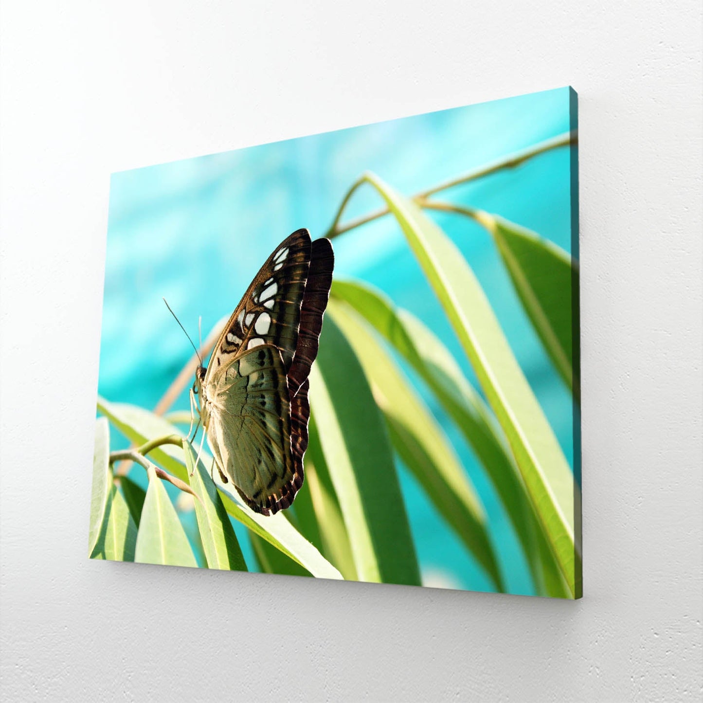 Natural Butterfly Wall Art