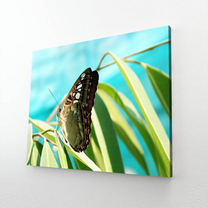 Natural Butterfly Wall Art