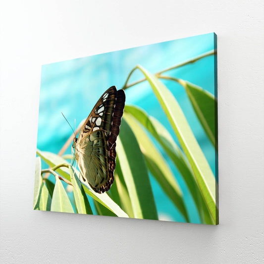 Natural Butterfly Wall Art