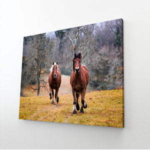 Natural Colors Horse Canvas