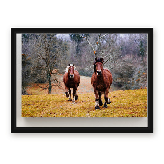 Natural Colors Horse Canvas – with Premium Black wood frame