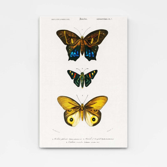 Naturalist Butterfly Wall Art