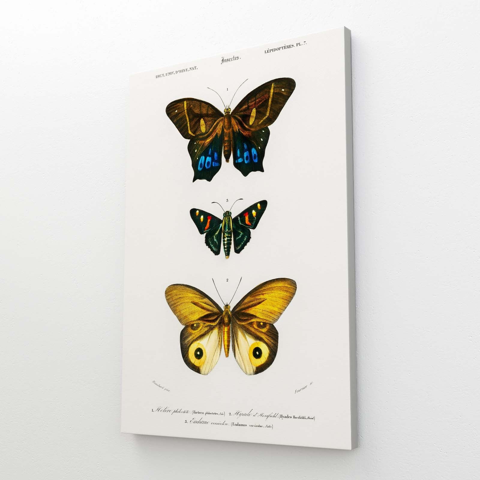 Naturalist Butterfly Wall Art