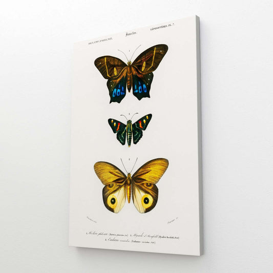 Naturalist Butterfly Wall Art