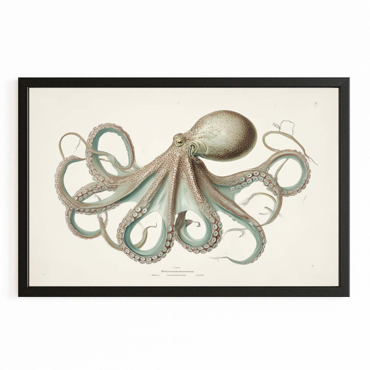 Naturalist Plate Octopus Art – with Premium Black frame on white background