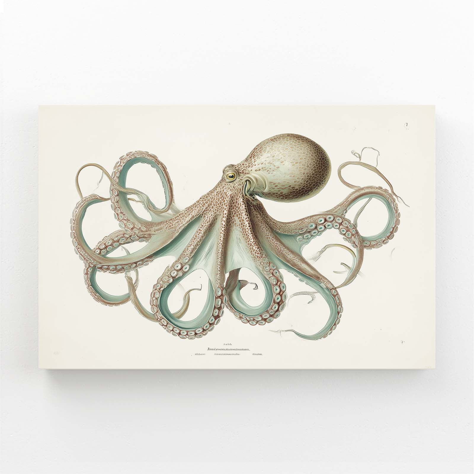 Naturalist Plate Octopus Art – canvas print on white background
