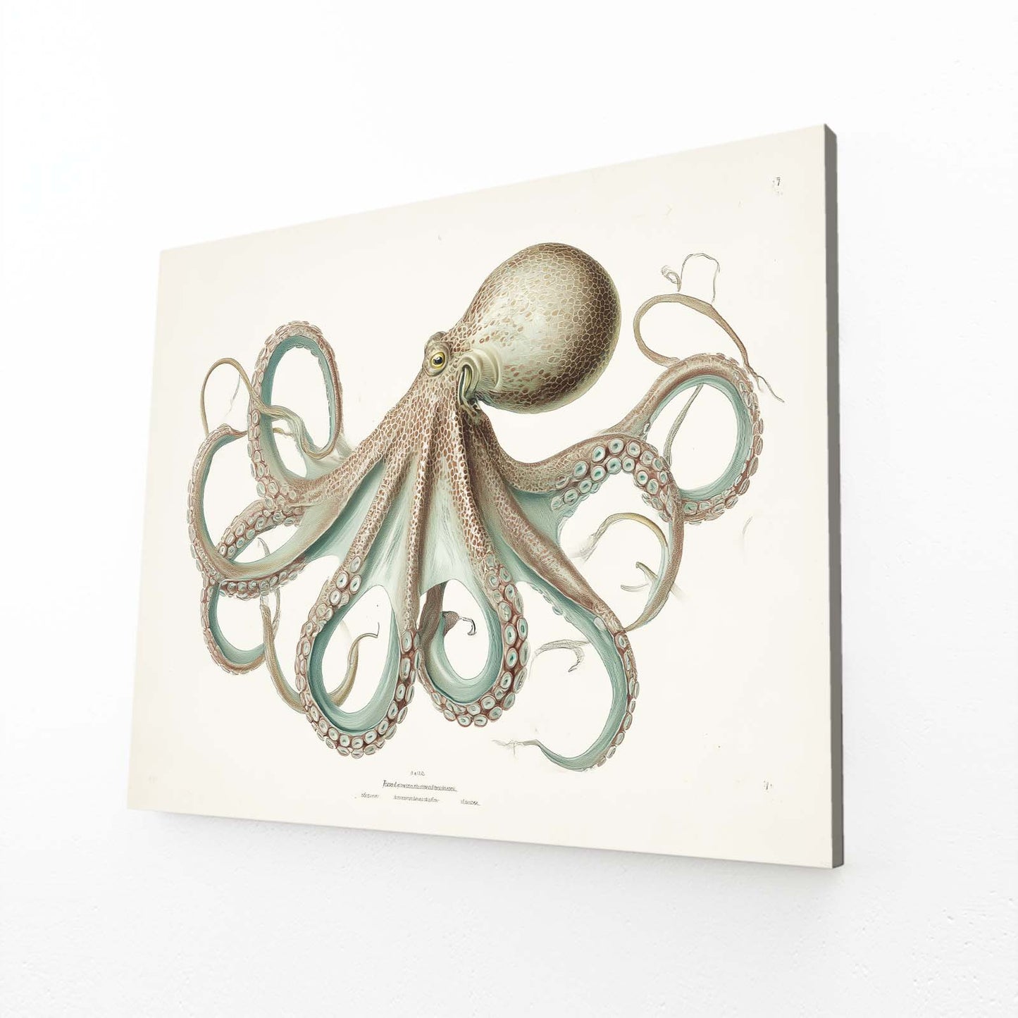 Naturalist Plate Octopus Art – angled canvas view on white background